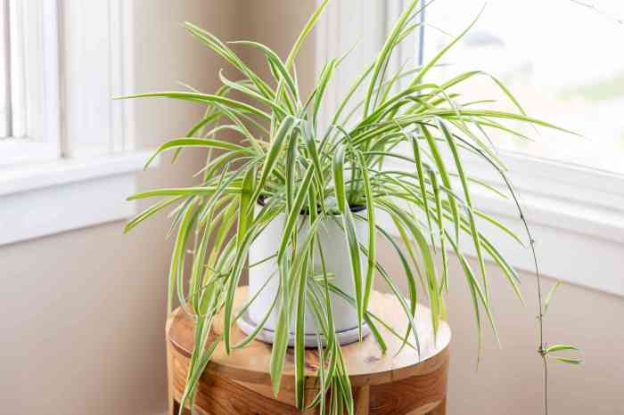 How often to water a spider plant indoors