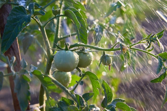 How much water is needed for tomato plants