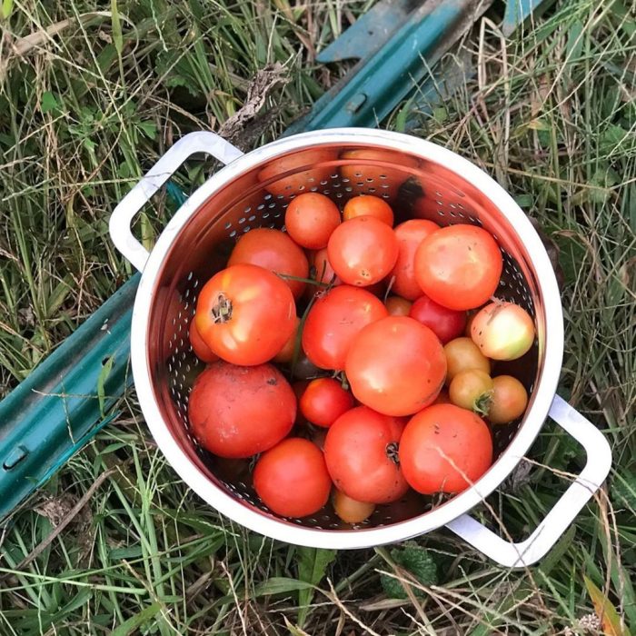 How much water does my tomato plant need