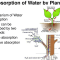 How Do Plants Take Water?