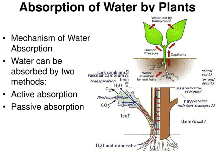 What plants soak up the most water