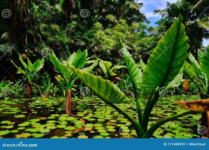 How often do you water a banana plant