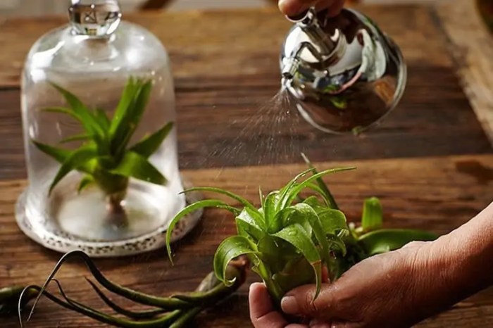 How often to water air plant