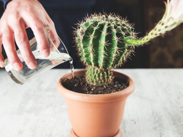 How often to water cactus plant