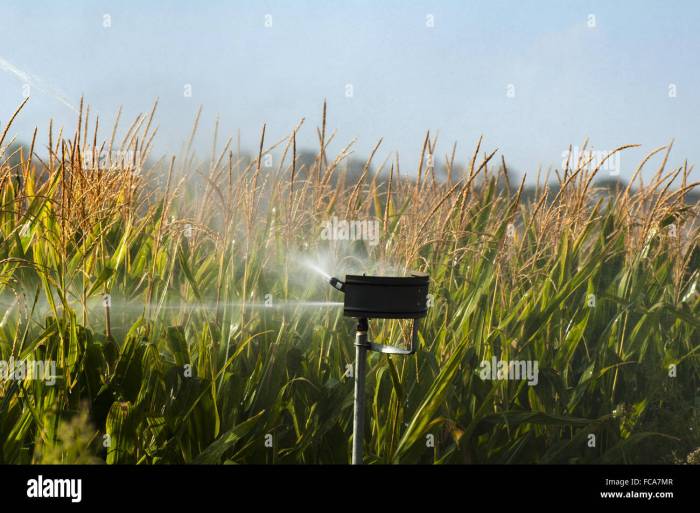 How often should you water a corn plant