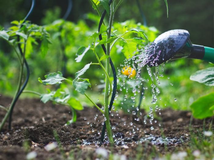 How often should you water newly planted flowers