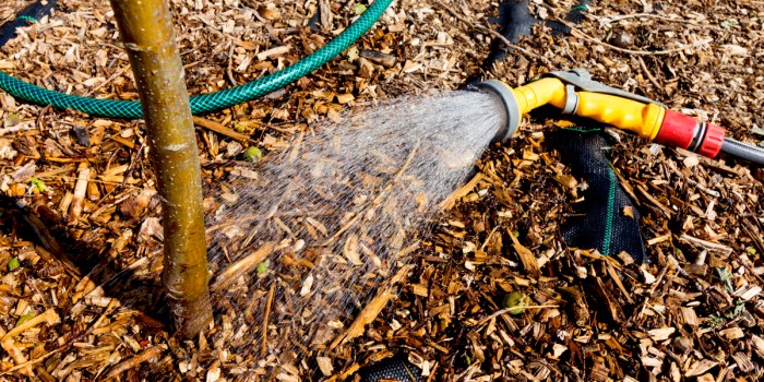 How long to water a newly planted tree