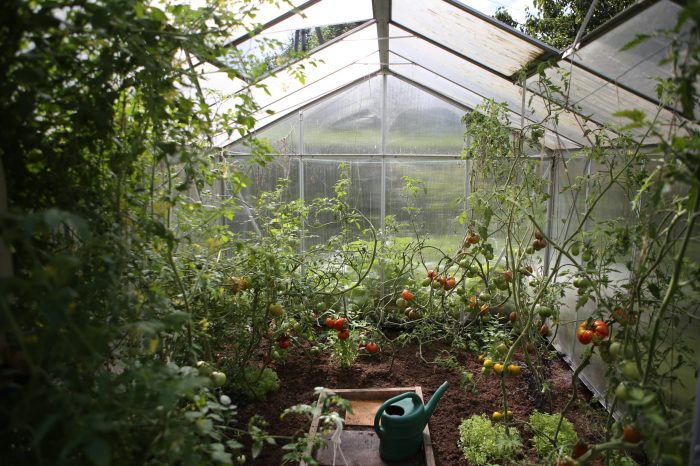 How often should you water greenhouse plants