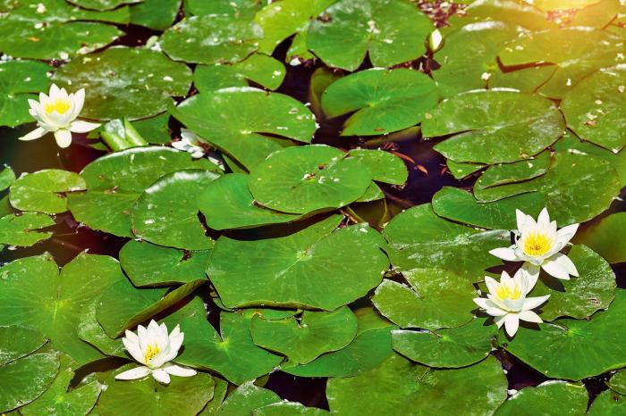 How deep to plant water lilies