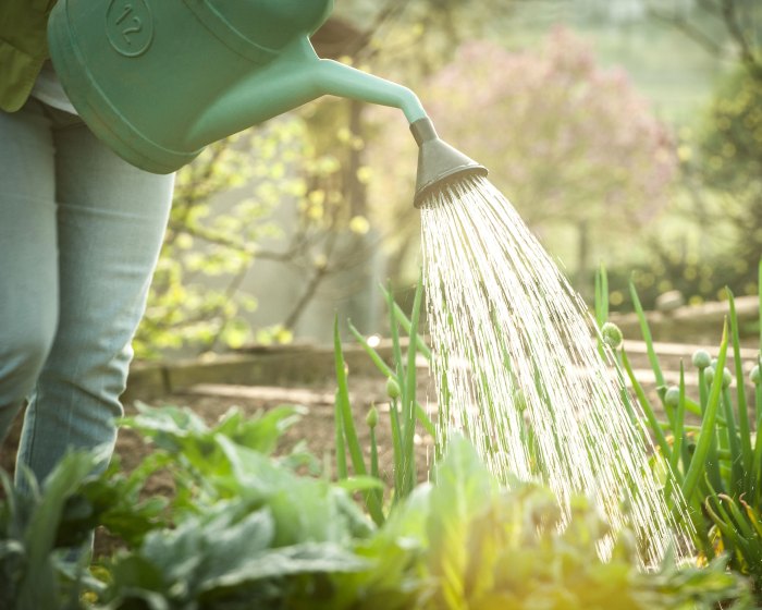 Can you water plants in the morning