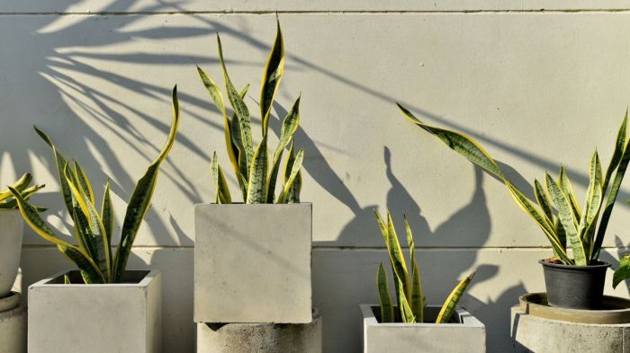 How long to bottom water snake plant